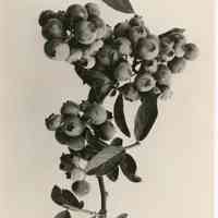          7/18/1918 picture number 2
   