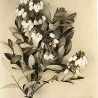 5/12/1915 "Rubel Flowers"