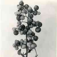 8/3/1917 "Clusters of Chatsworth x Harding berries"