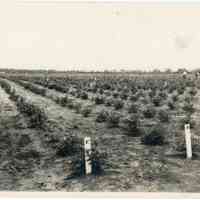 7/7/1915 "Photograph Taken with 9 1/2 inch lens." copy