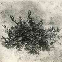 7/7/1915 "Russell x Sooy"