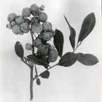 7/19/1919 "Grover blueberries"