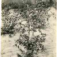 7/3-6/1919 "1208"
