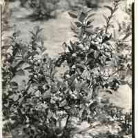7/26/1924 "Mass of berries"