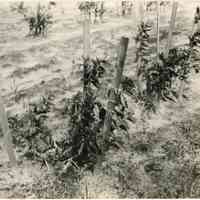 7/20/1917 "Budded in 1916"