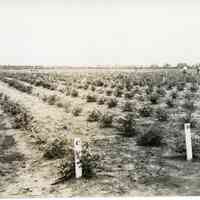 7/7/1915 "Photograph Taken with 9 1/2 inch lens."