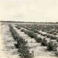 7/20/1917 "Russell hybrids"