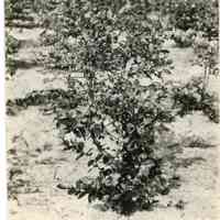 7/3-6/1919 "1189"