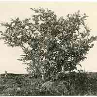 6/30/1913 "North row, first bush"