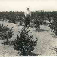 Unknown Date, Elizabeth White in the Field