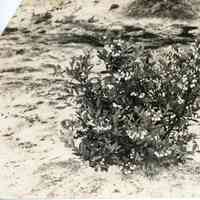 5/12/1915 "Copy of Rubel with torn corner"