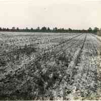 7/27/1915 "Union Field. Whitesbog, New Jersey."