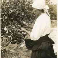 Unknown Date, Woman picking blueberries