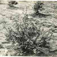 5/12/1915 "Old Field, row 6, plant 7 (38 in wide)"