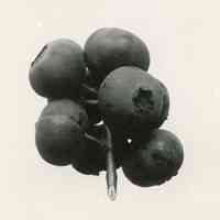 7/5/1916 "Washinton berries"