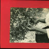 Picking Blueberries