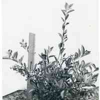 1913 "Sooy in Old Field"