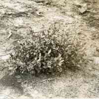 7/9/1914 "Russel x Brooks hyrbid"