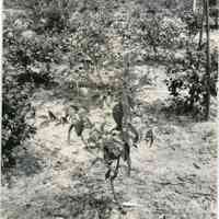 8/2/1917 "Budded July 29, 1916 ... Stakes removed"