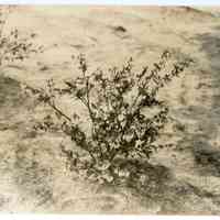 5/12/1915 "Haines no. 10"