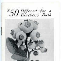 $50 Offered for a Blueberry Bush