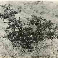          7/18/1918 picture number 1
   