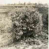 5/13/1915 "Wild Bush near the Old Bog"