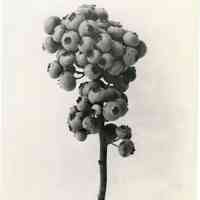          7/17/1918 picture number 1
   