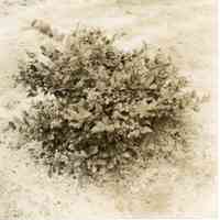 7/27/1915 "Old Field, row 27, plant 1, Haines no. 9"