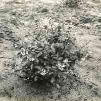 5/13/1915 "Brooks x Sooy"