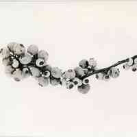          7/18/1916 picture number 1
   