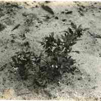 5/13/1915 "Washington Field, row AE, plant 20 (12 in wide)"