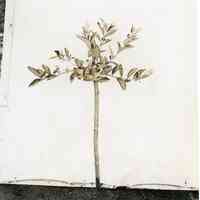 7/29/1914 "A bush planted March 1, 1912 on which the old top had been left."