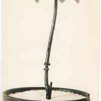 10/8 - 11/6, 1915 "Blueberry stem"