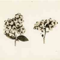 7/27/1915 "Cluster of Haines no. 12 berries"