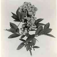 7/18/1916 "Bush G 28 (a23) Wash field"