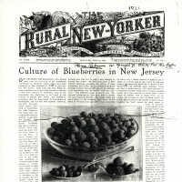 Culture Of Blueberries In New Jersey