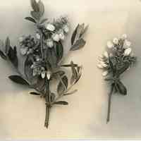 5/12/1915 "Anderson 1"