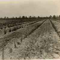 7/19/1916 "Union Field"