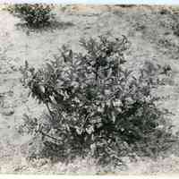 7/18/1916 "Washington Field"