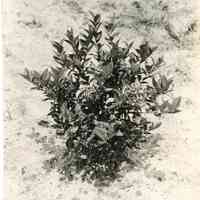 7/18/1916 ""Rubel" from a cutting of 1913."