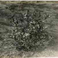 5/12/1915 "Copy of Birdsall with paperclip damage"