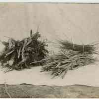 11/1916 Collection of branches in front of a sheet