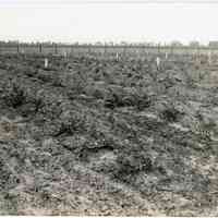 5/13/1915 "Washington Field, row D, plants 14 and flowering."