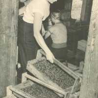 Women with Carrier Boxes of Blueberries