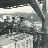 Workers Packing Blueberries