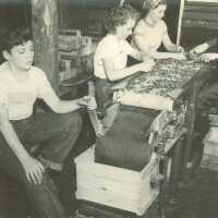 Workers Sorting Blueberries