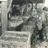 Bringing Picked Berries to Packing Shed