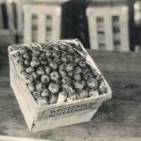          First Use of Cellophane in Fruit Packaging
   