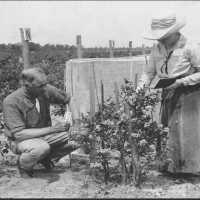 Elizabeth White and Dr. Coville Recording Blueberry Bush Characteristics